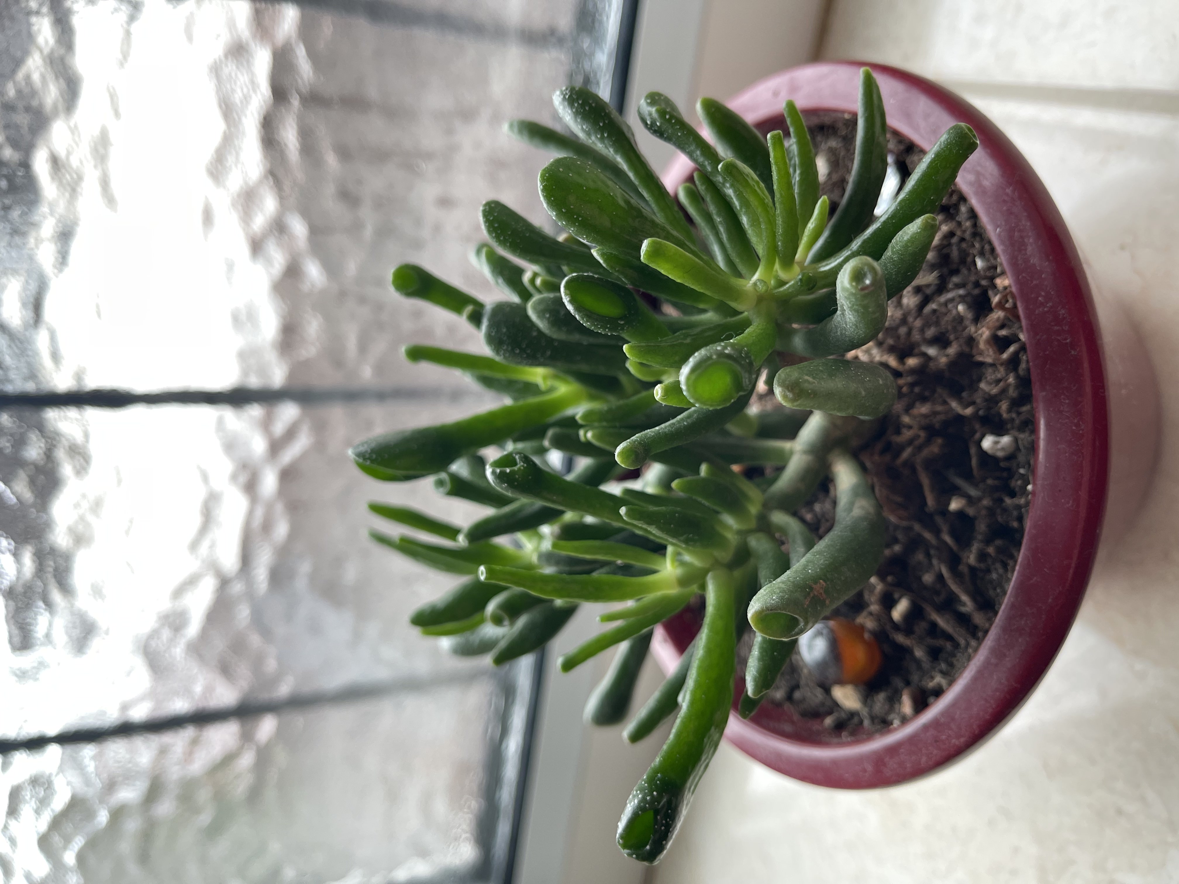 Image of a Jade plant in a house