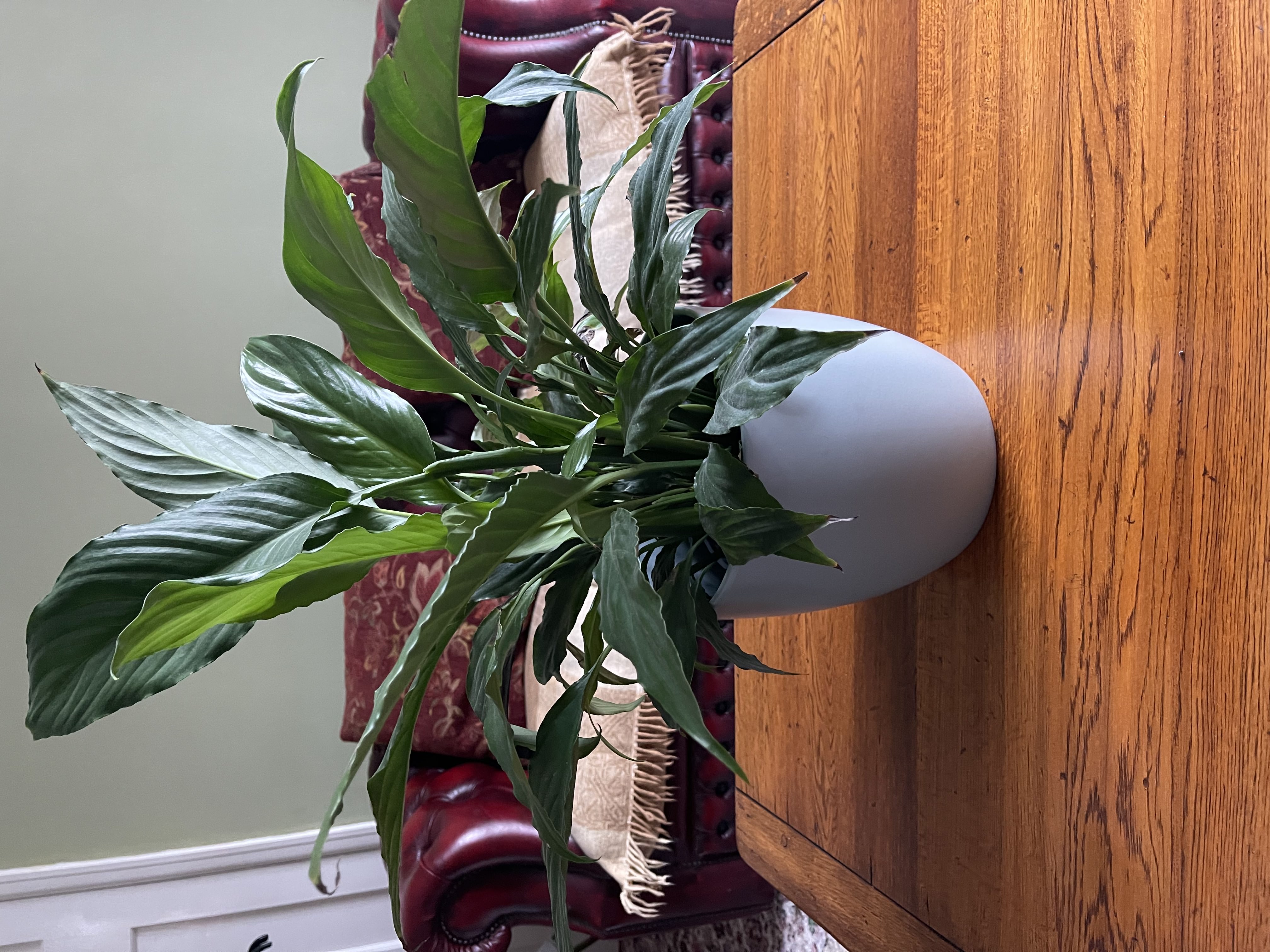 Image of a Peace Lily in a home